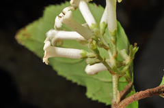 Viburnum taitoense
