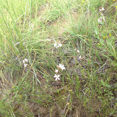 Lithophragma parviflorum parviflorum