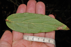 Viburnum taitoense