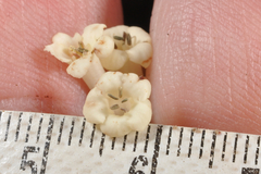Viburnum taitoense