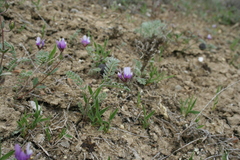 Astragalus asterias