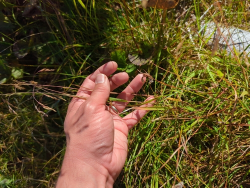 Image of Vahlodea atropurpurea by (c) Matt Muir, some rights reserved (CC BY)