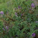 Astragalus beckerianus - Photo (c) ramazan_murtazaliev,  זכויות יוצרים חלקיות (CC BY-NC), הועלה על ידי ramazan_murtazaliev