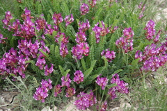 Astragalus brachycarpus