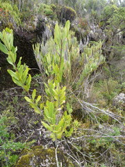Garrya laurifolia