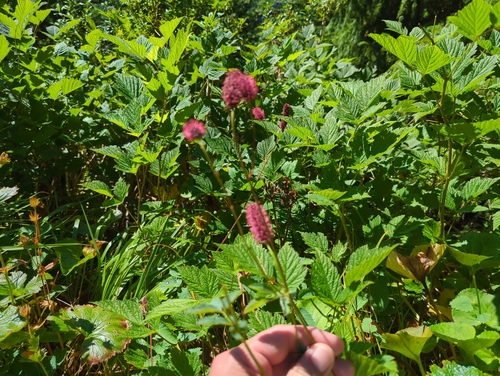 Image of Sanguisorba menziesii by (c) Matt Muir, some rights reserved (CC BY)