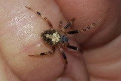Araneus horizonte