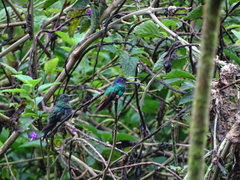 Chrysuronia oenone