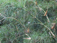 Sporophila morelleti morelleti