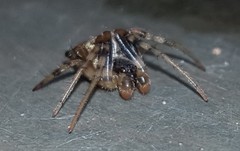 Araneus horizonte