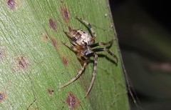 Araneus horizonte