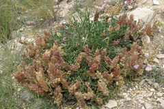 Astragalus calycinus