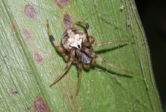 Araneus horizonte