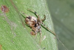 Araneus horizonte