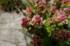 Sedum atratum