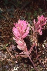 Castilleja raupii