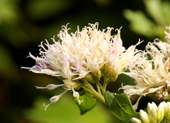 Gymnanthemum capense