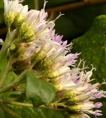 Gymnanthemum capense