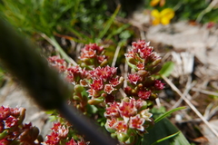 Sedum atratum