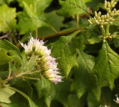 Gymnanthemum capense