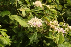 Gymnanthemum capense