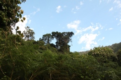 Gymnanthemum capense