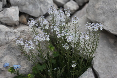 Veronica gentianoides