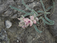 Astragalus daghestanicus