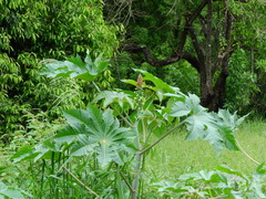 Ricinus communis