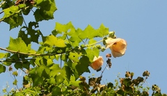 Hibiscus ludwigii