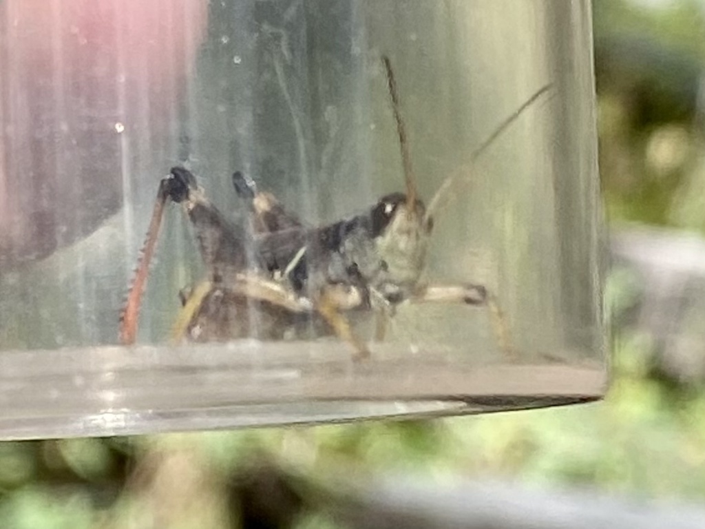 Melanoplus uinta