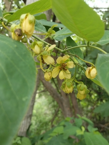Senna fruticosa, photograph 4