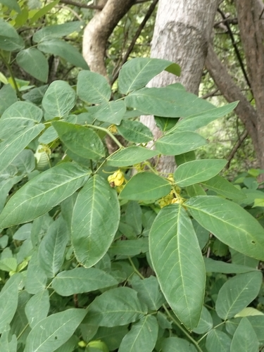 Senna fruticosa, photograph 5