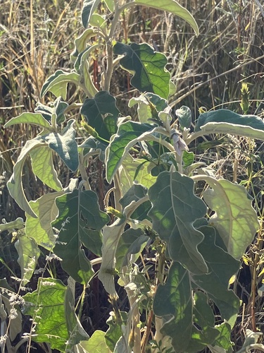 Solanum lichtensteinii image