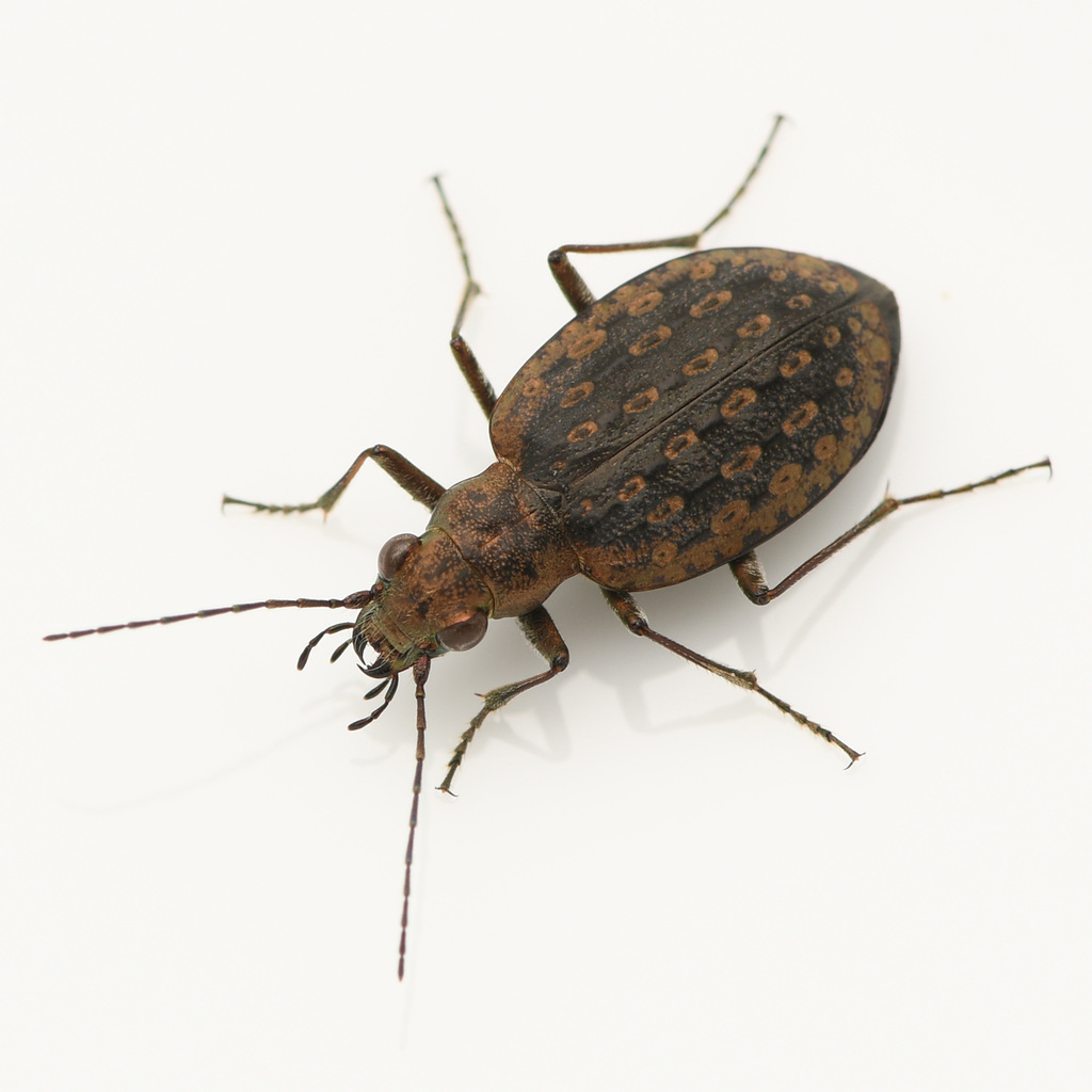 Opisthius richardsoni