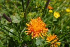 Crepis aurea