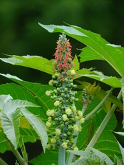 Ricinus communis