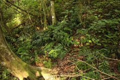 Asplenium gemmiferum