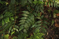 Asplenium gemmiferum