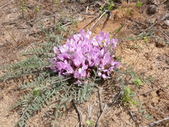 Astragalus dolichophyllus