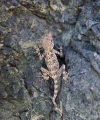 Pristurus carteri