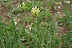 Astragalus eugenii