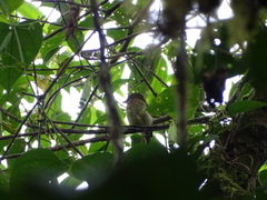 Rhynchocyclus fulvipectus