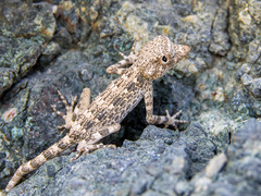 Pristurus carteri