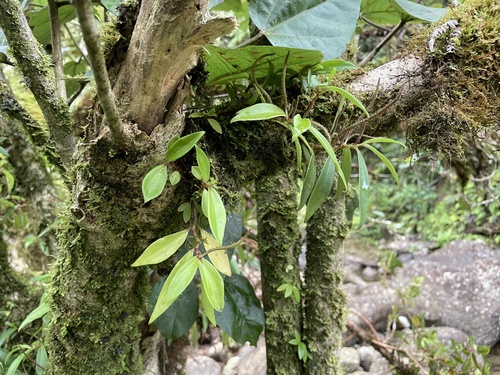 Peperomia oahuensis observed 2023-08-27