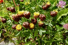 Trifolium badium