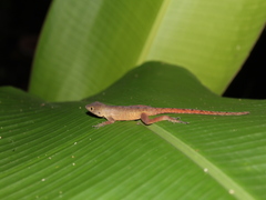 Anolis compressicauda