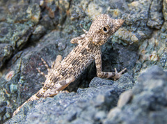 Pristurus carteri