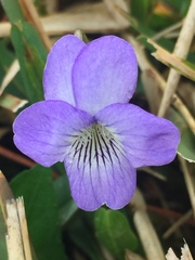 Viola missouriensis