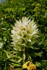 Campanula thyrsoides